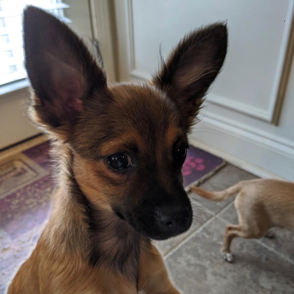 Chewie, a ADOPTABLE Chihuahua in atlanta, GA image 5/5