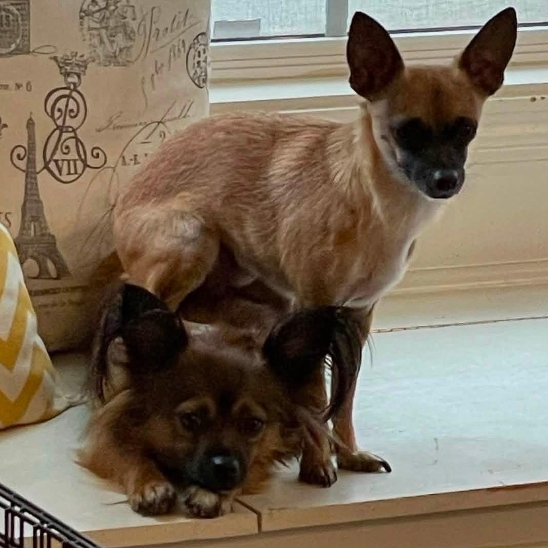 Chewie, a ADOPTABLE Chihuahua in atlanta, GA image 3/5
