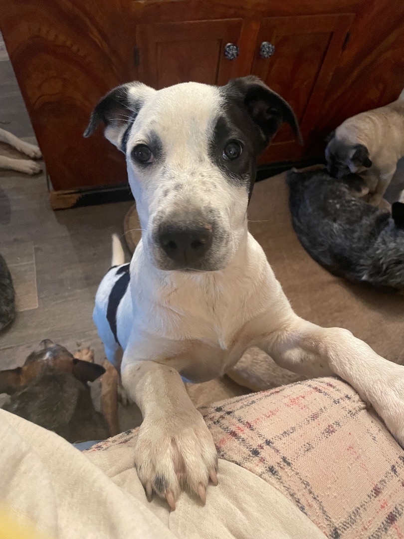 Jenky, a Adoptable mixed breed in Littlestown, PA image 1/4