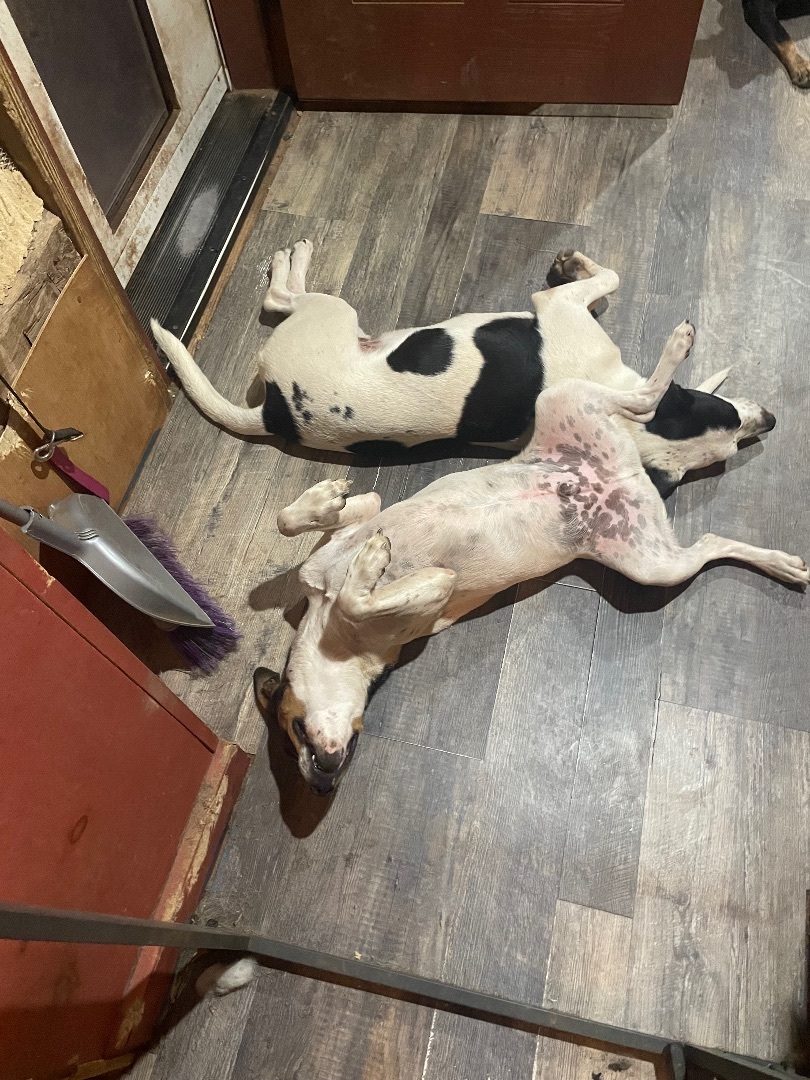 Jenky, a Adoptable mixed breed in Littlestown, PA image 2/4