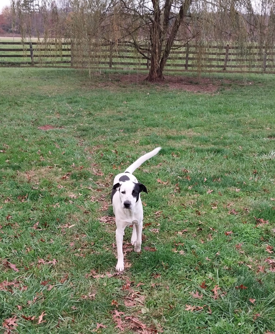 Jenky, a Adoptable mixed breed in Littlestown, PA image 3/4