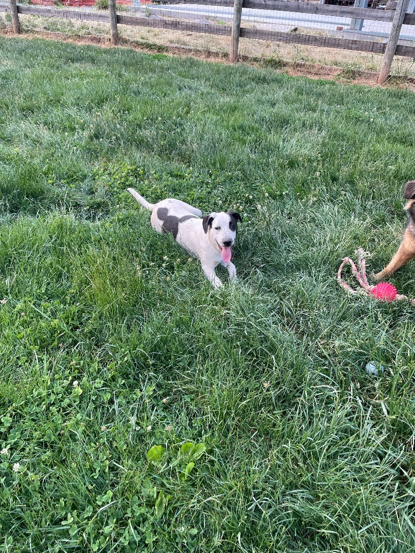 Jenky, a Adoptable mixed breed in Littlestown, PA image 4/4