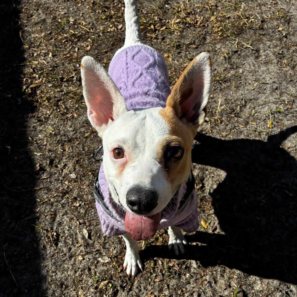 Honeydew 28152, Adoptable, Senior Female Rat Terrier & Mixed Breed.