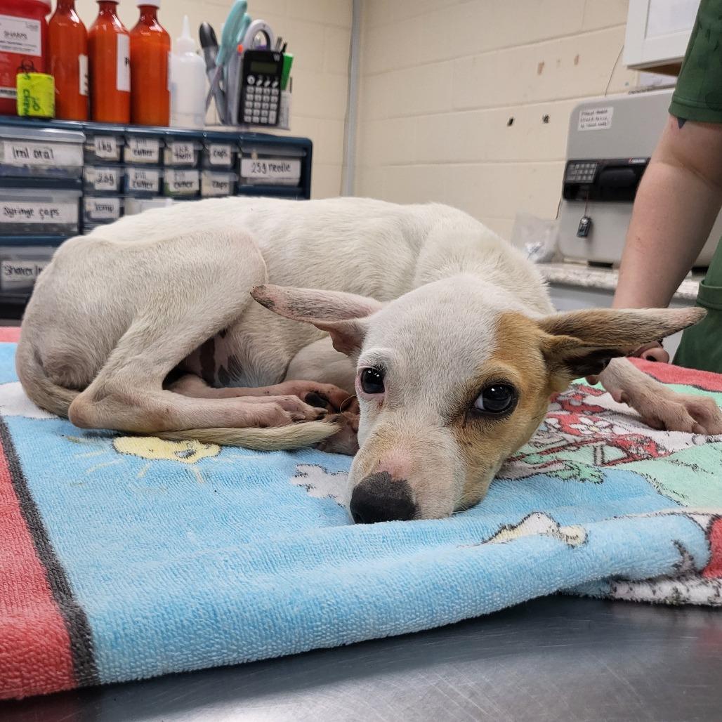 Honeydew 28152, a Adoptable mixed breed in Middleburg, FL image 5/5