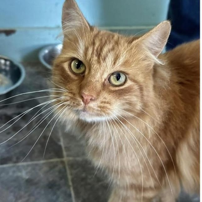 Enlarge OJ, an adopted mixed breed in Santa Rosa, CA image 1/1