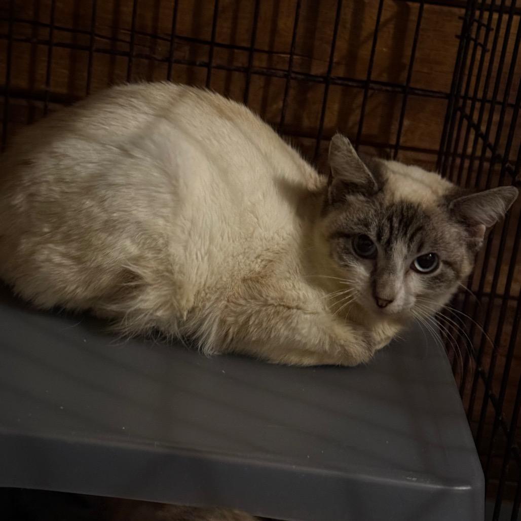Frank, Adoptable, Young Male Domestic Short Hair & Siamese.