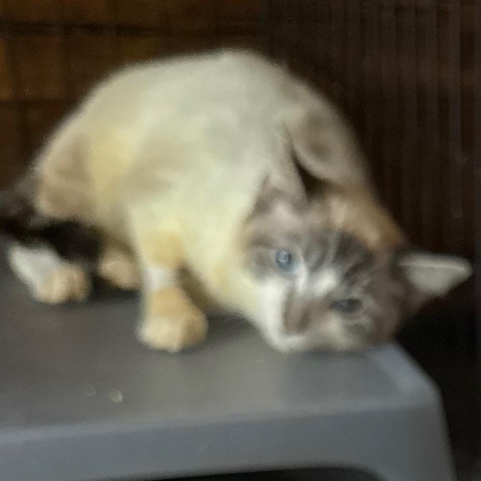 Enlarge Frank, a Adoptable mixed breed in Granby, MO image 2/2