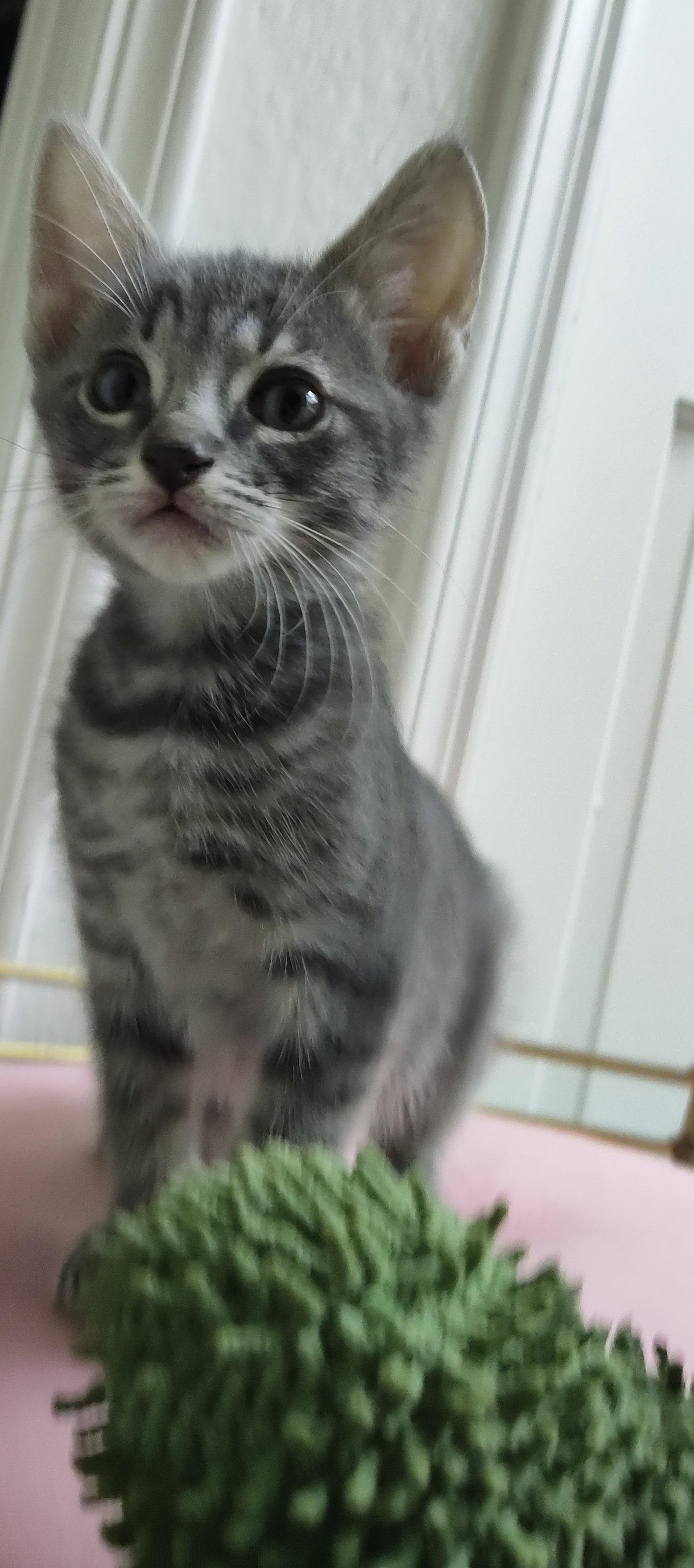Enlarge Louie, a Adoptable Domestic Short Hair in Phoenix, AZ image 1/3