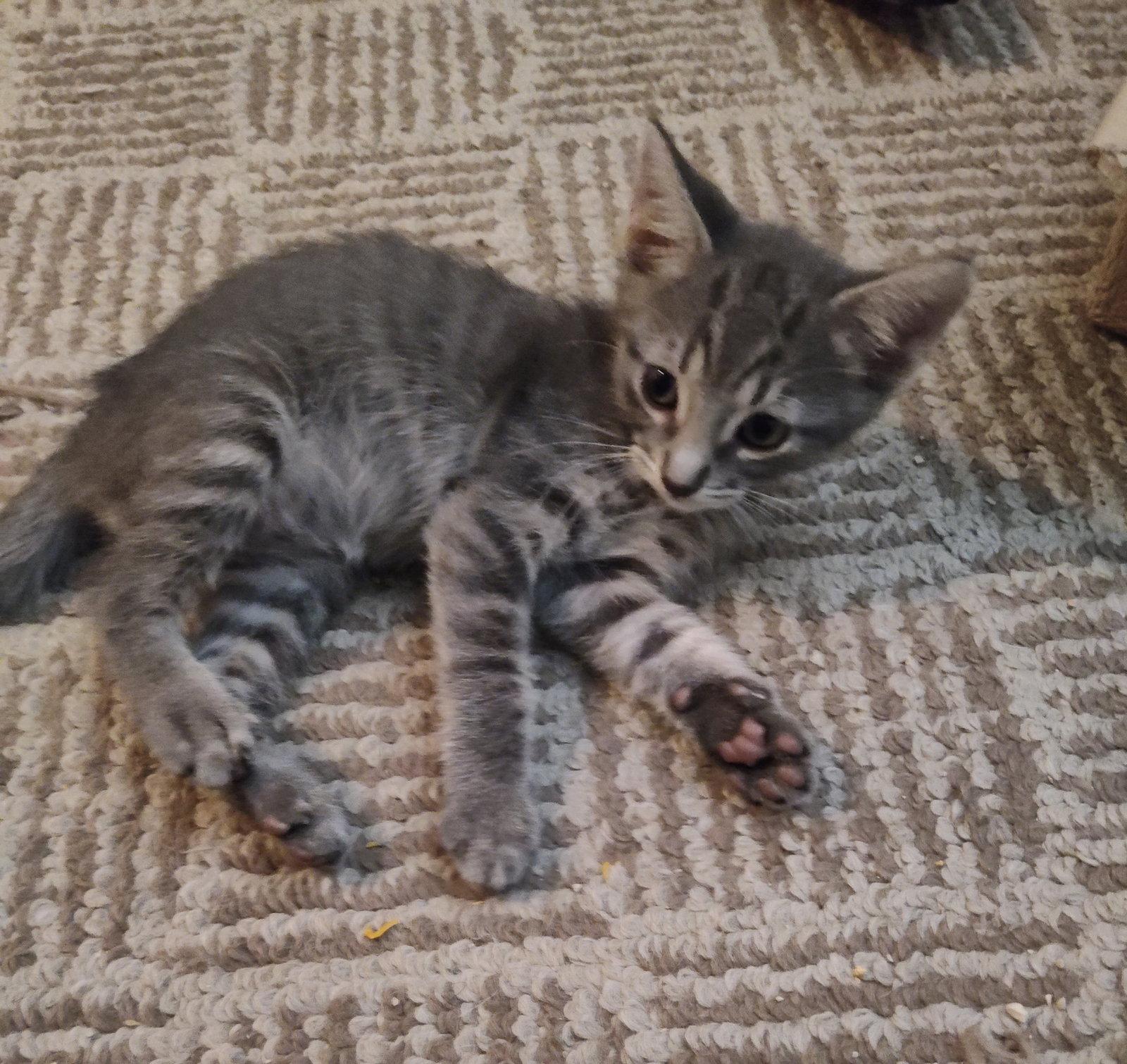 Enlarge Louie, a Adoptable Domestic Short Hair in Phoenix, AZ image 2/3