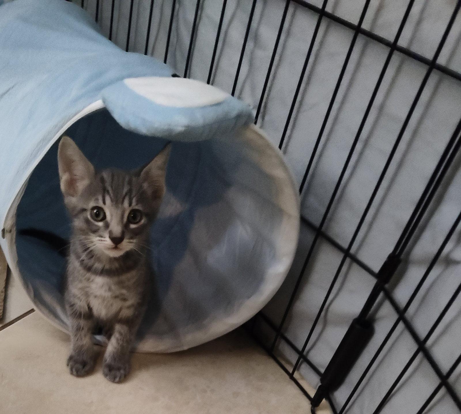 Enlarge Louie, a Adoptable Domestic Short Hair in Phoenix, AZ image 3/3