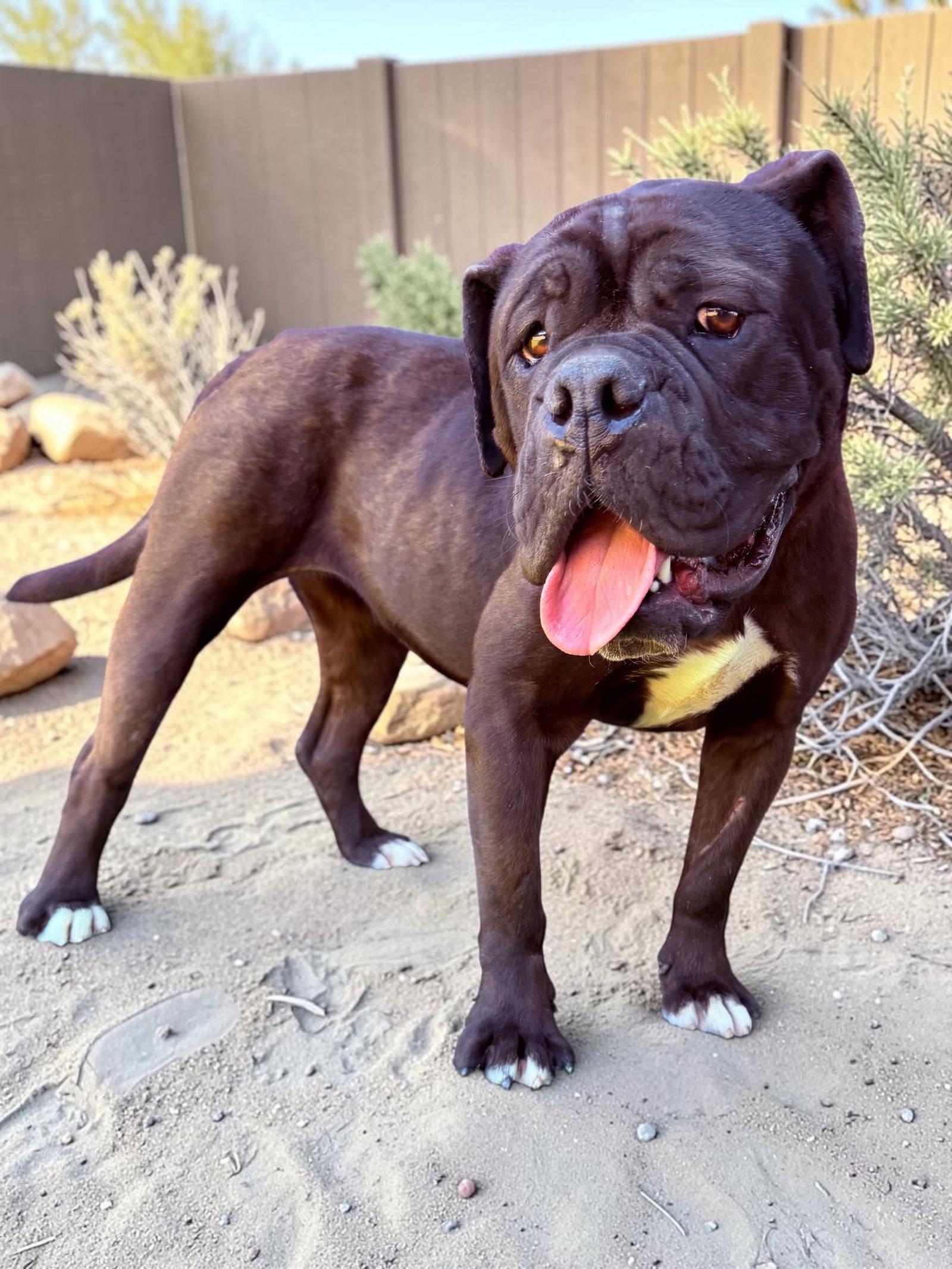 Butterfly, Adoptable, Young Female Cane Corso & American Bulldog.
