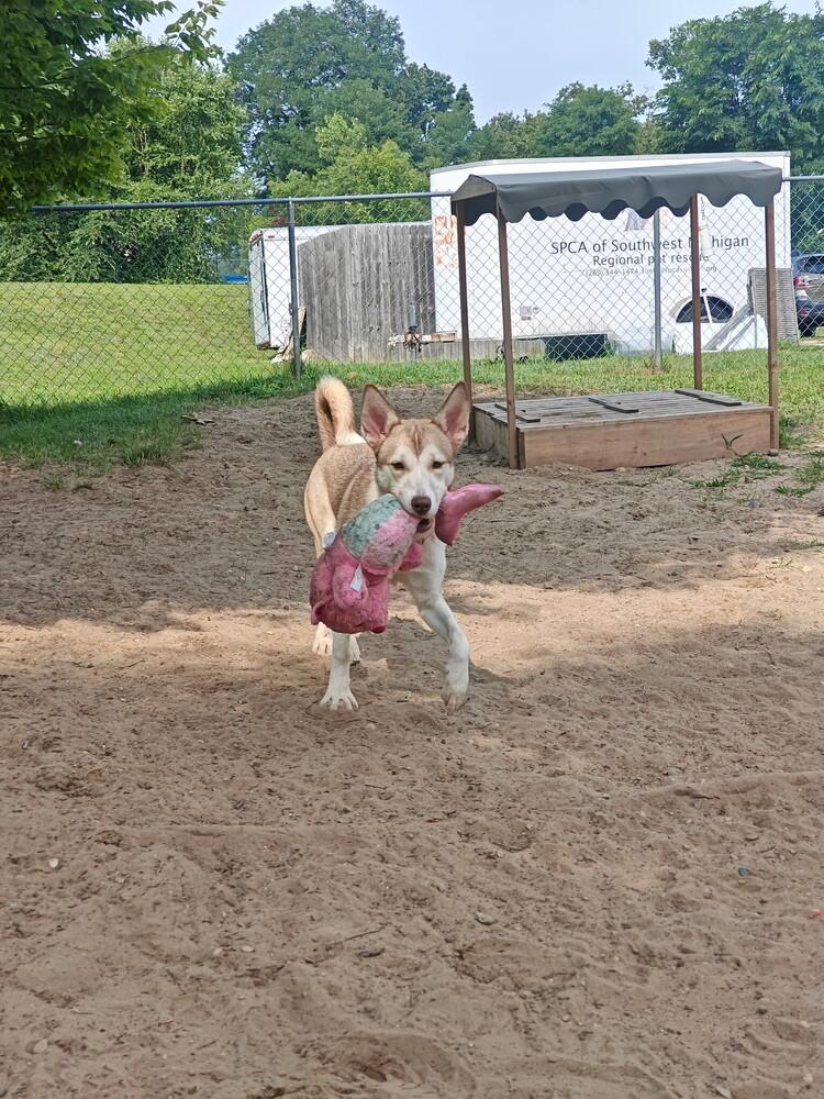 Nutmeg, Adoptable, Young Female Husky.