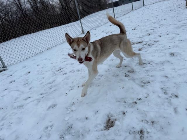Enlarge Nutmeg, a Adoptable mixed breed in Kalamazoo, MI image 2/6