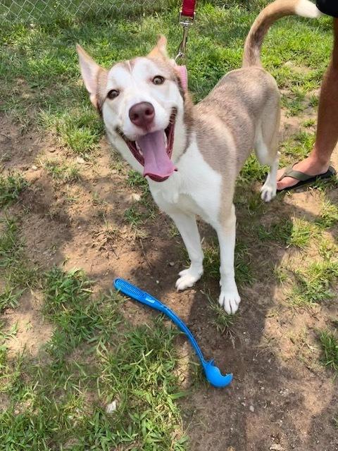 Enlarge Nutmeg, a Adoptable mixed breed in Kalamazoo, MI image 3/6