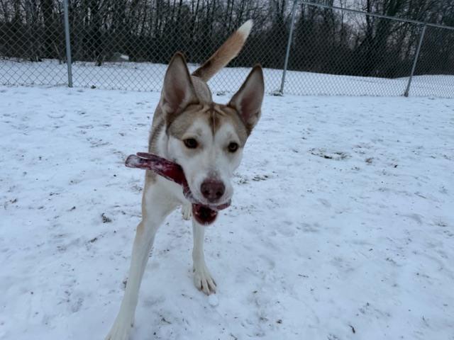 Enlarge Nutmeg, a Adoptable mixed breed in Kalamazoo, MI image 4/6