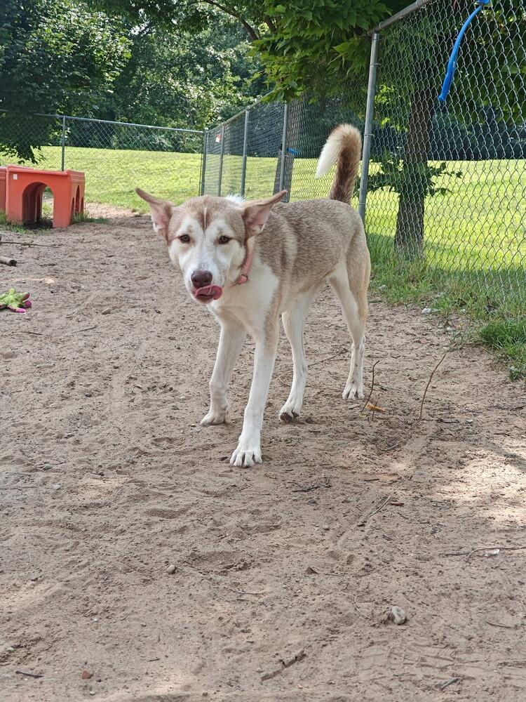 Enlarge Nutmeg, a Adoptable mixed breed in Kalamazoo, MI image 5/6