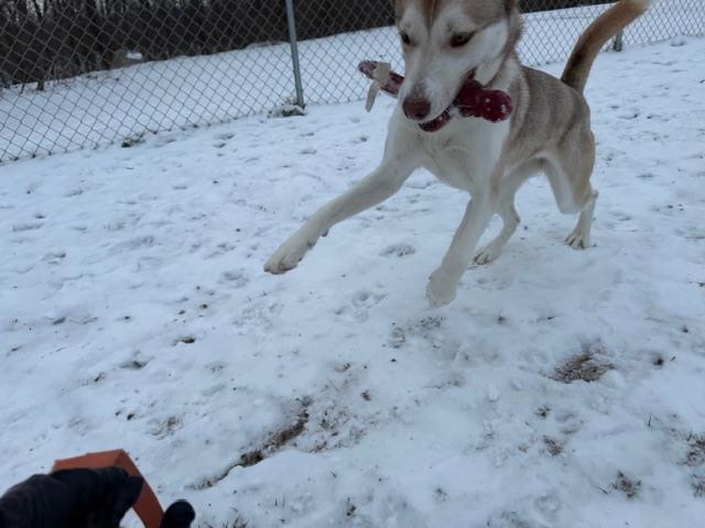 Enlarge Nutmeg, a Adoptable mixed breed in Kalamazoo, MI image 6/6