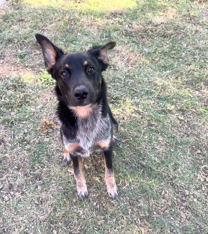 Enlarge Lizzie A213466, an adopted mixed breed in Plano, TX image 1/6