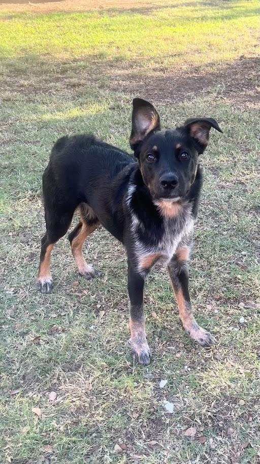 Enlarge Lizzie A213466, an adopted mixed breed in Plano, TX image 4/6