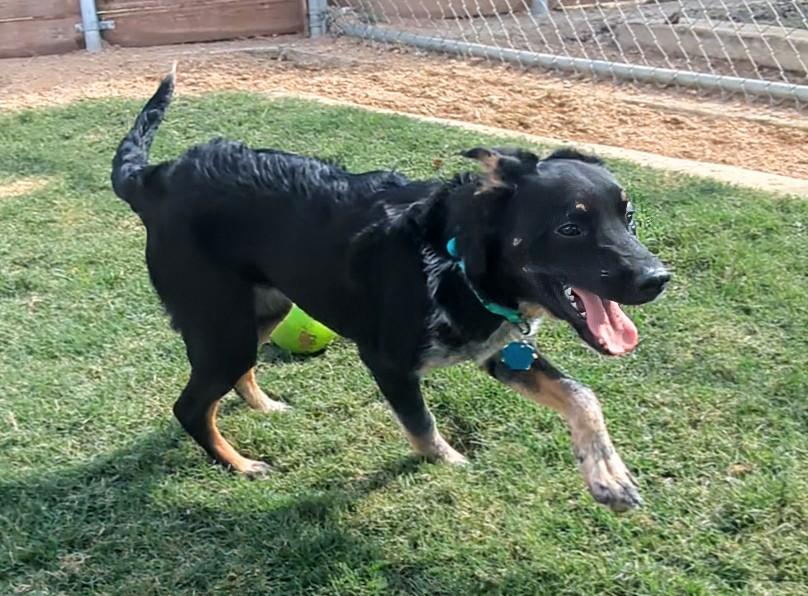 Enlarge Lizzie A213466, an adopted mixed breed in Plano, TX image 2/6