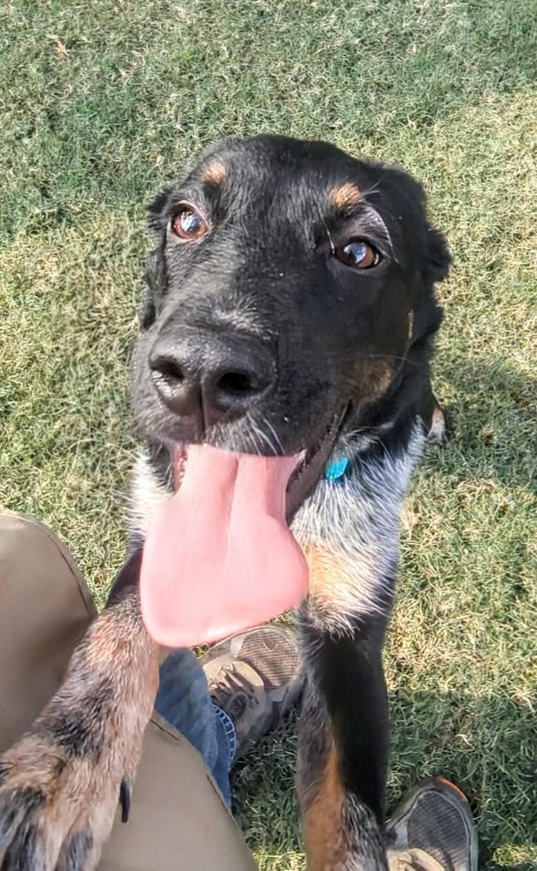 Enlarge Lizzie A213466, an adopted mixed breed in Plano, TX image 3/6