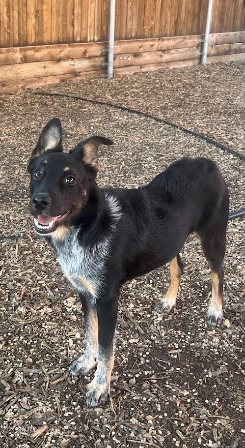 Enlarge Lizzie A213466, an adopted mixed breed in Plano, TX image 6/6