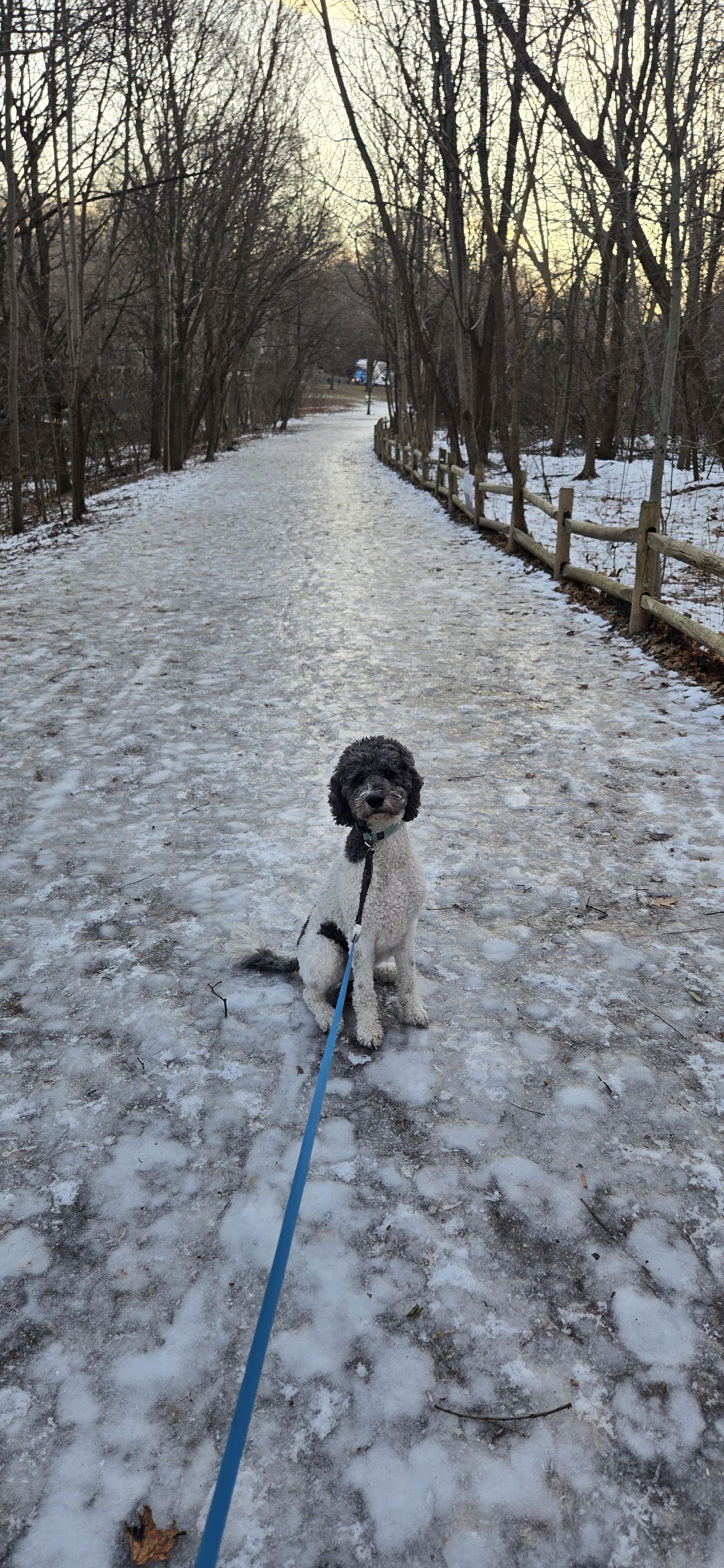 Enlarge Levi, a Adoptable Standard Poodle in Etobicoke, ON image 1/3