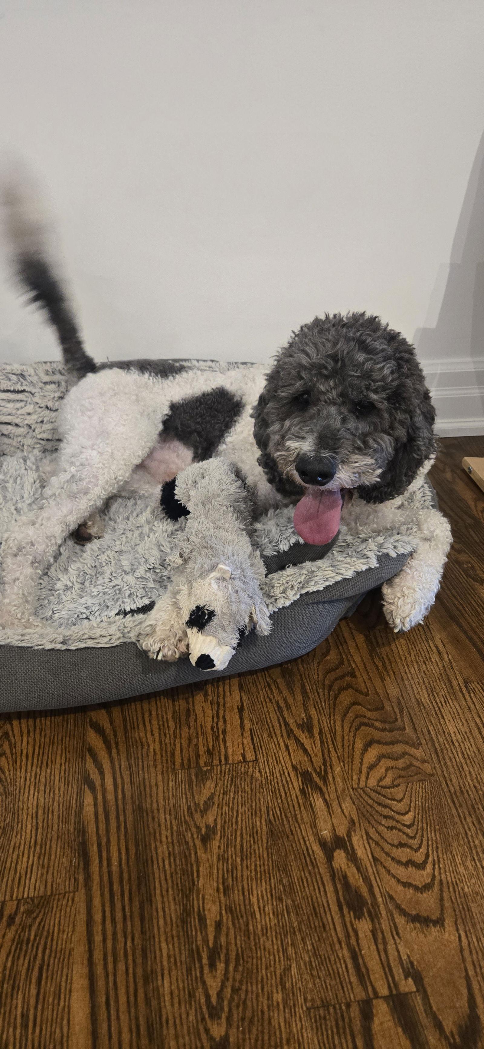Enlarge Levi, a Adoptable Standard Poodle in Etobicoke, ON image 2/3