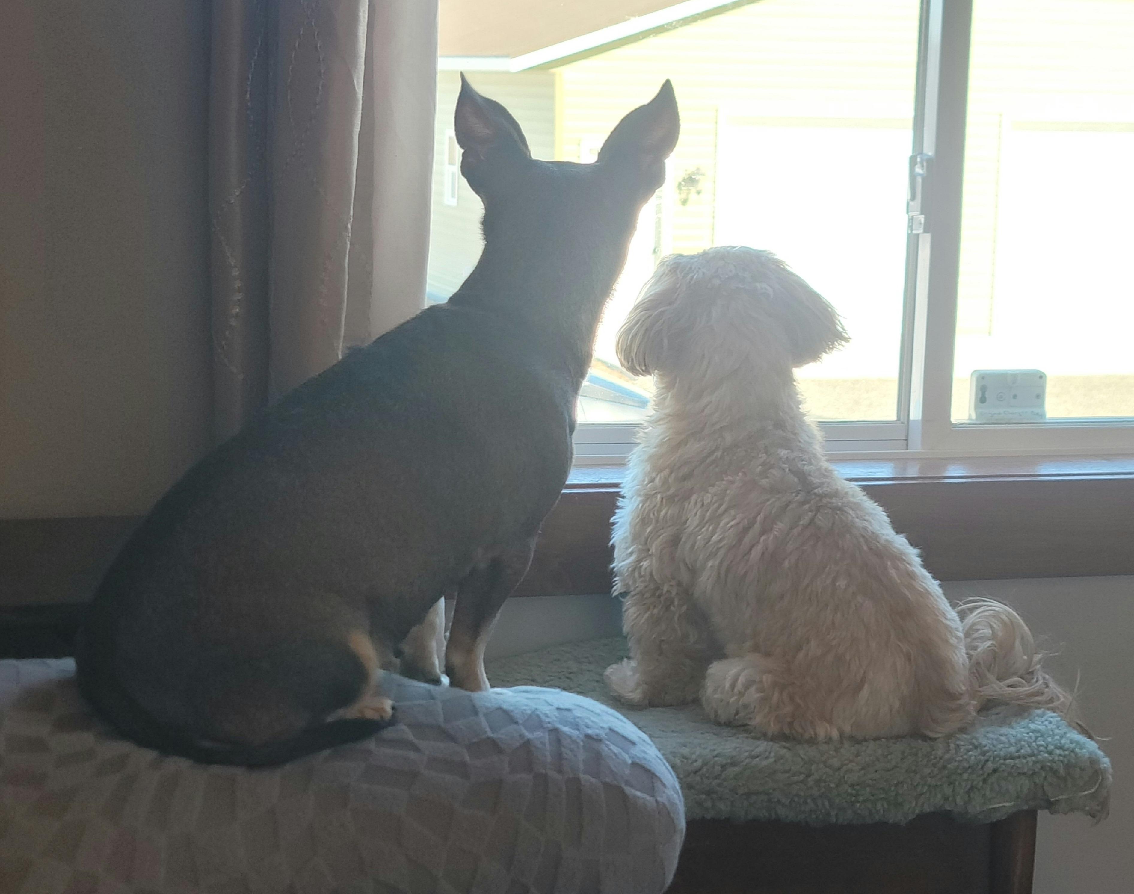 Enlarge Daisy, a ADOPTABLE mixed breed in Merrill, WI image 4/4