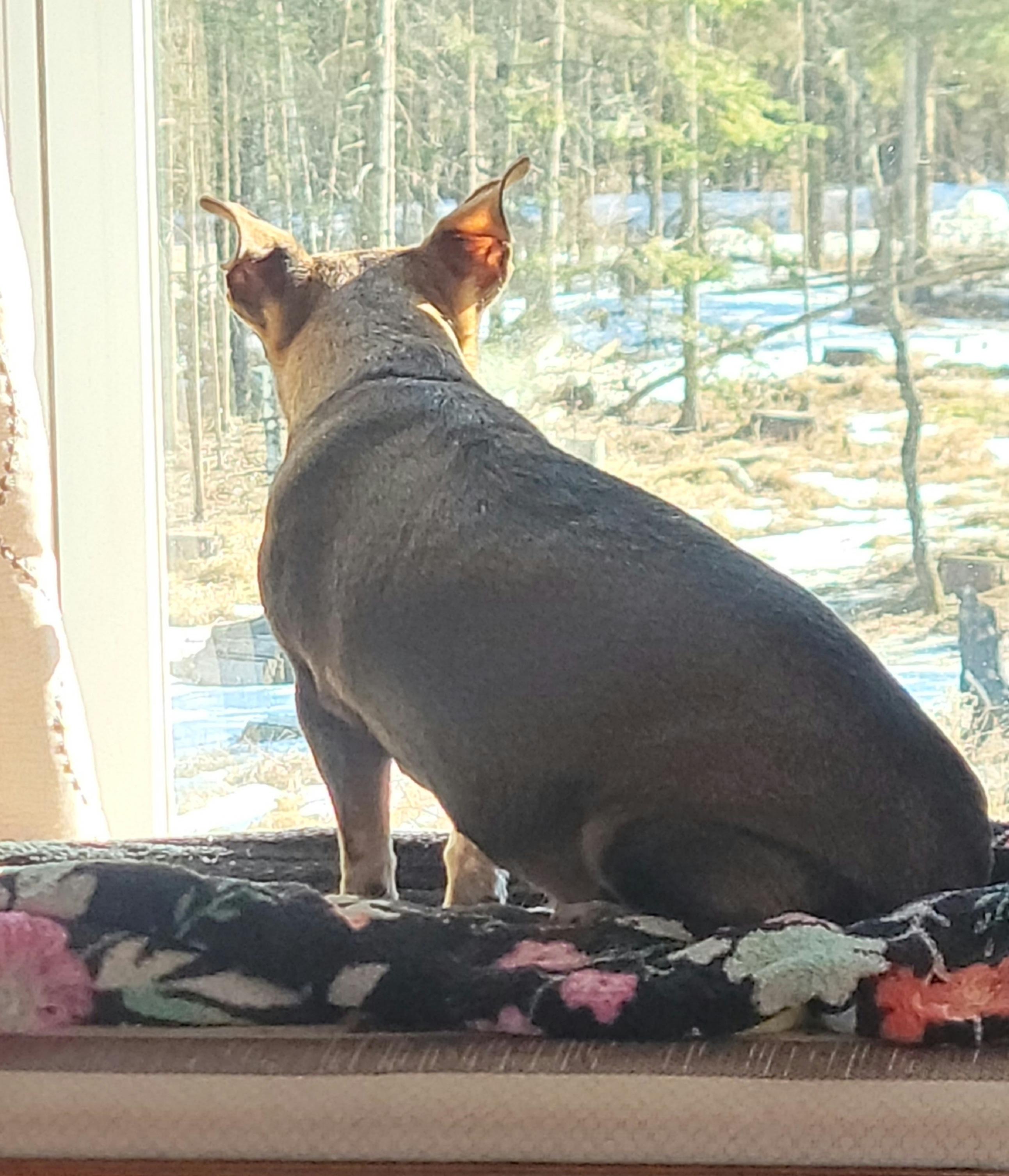 Enlarge Daisy, a ADOPTABLE mixed breed in Merrill, WI image 3/4