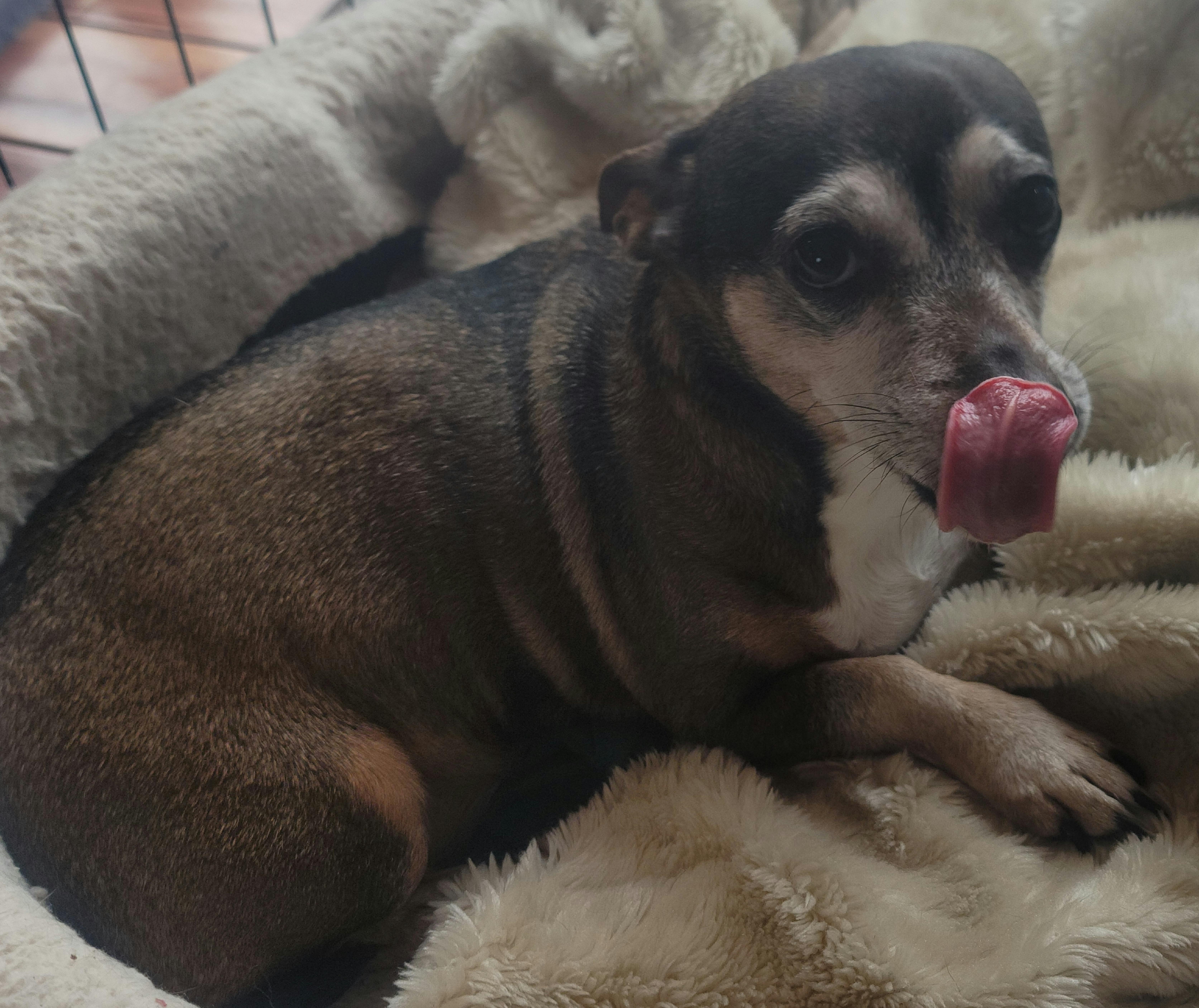 Daisy, ADOPTABLE, Senior Female Jack Russell Terrier & Chihuahua.