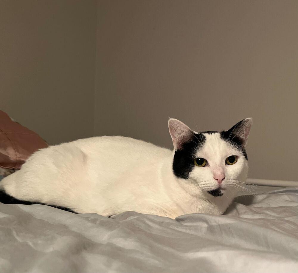 Milk, a Adoptable Domestic Short Hair in Milltown, NJ image 1/4