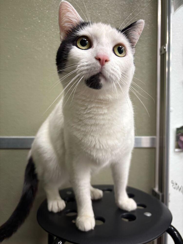 Milk, a Adoptable Domestic Short Hair in Milltown, NJ image 2/4