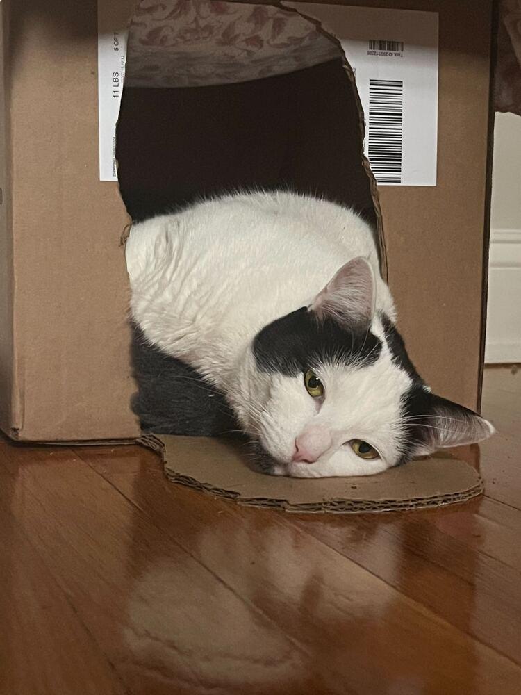 Milk, a Adoptable Domestic Short Hair in Milltown, NJ image 3/4