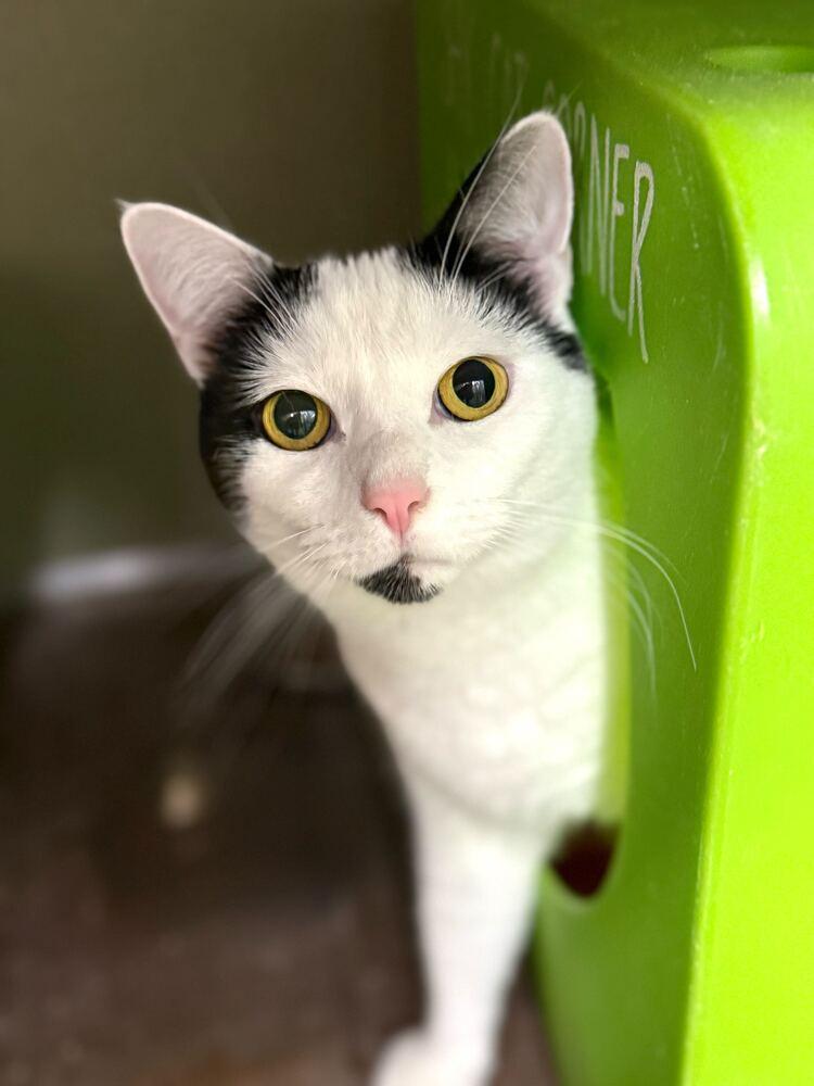 Milk, a Adoptable Domestic Short Hair in Milltown, NJ image 4/4