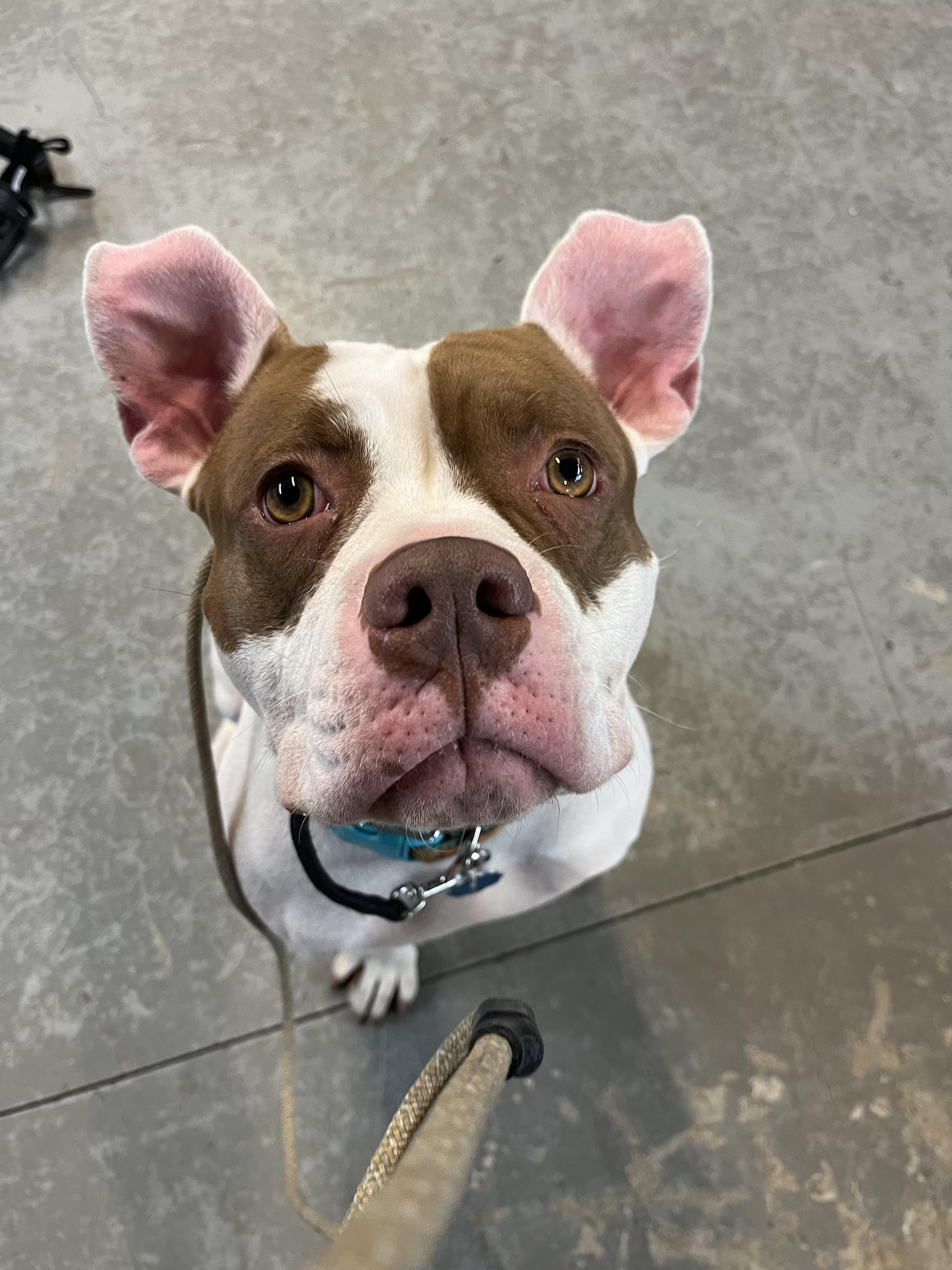 Polaris, a Adoptable mixed breed in Peabody, MA image 4/6