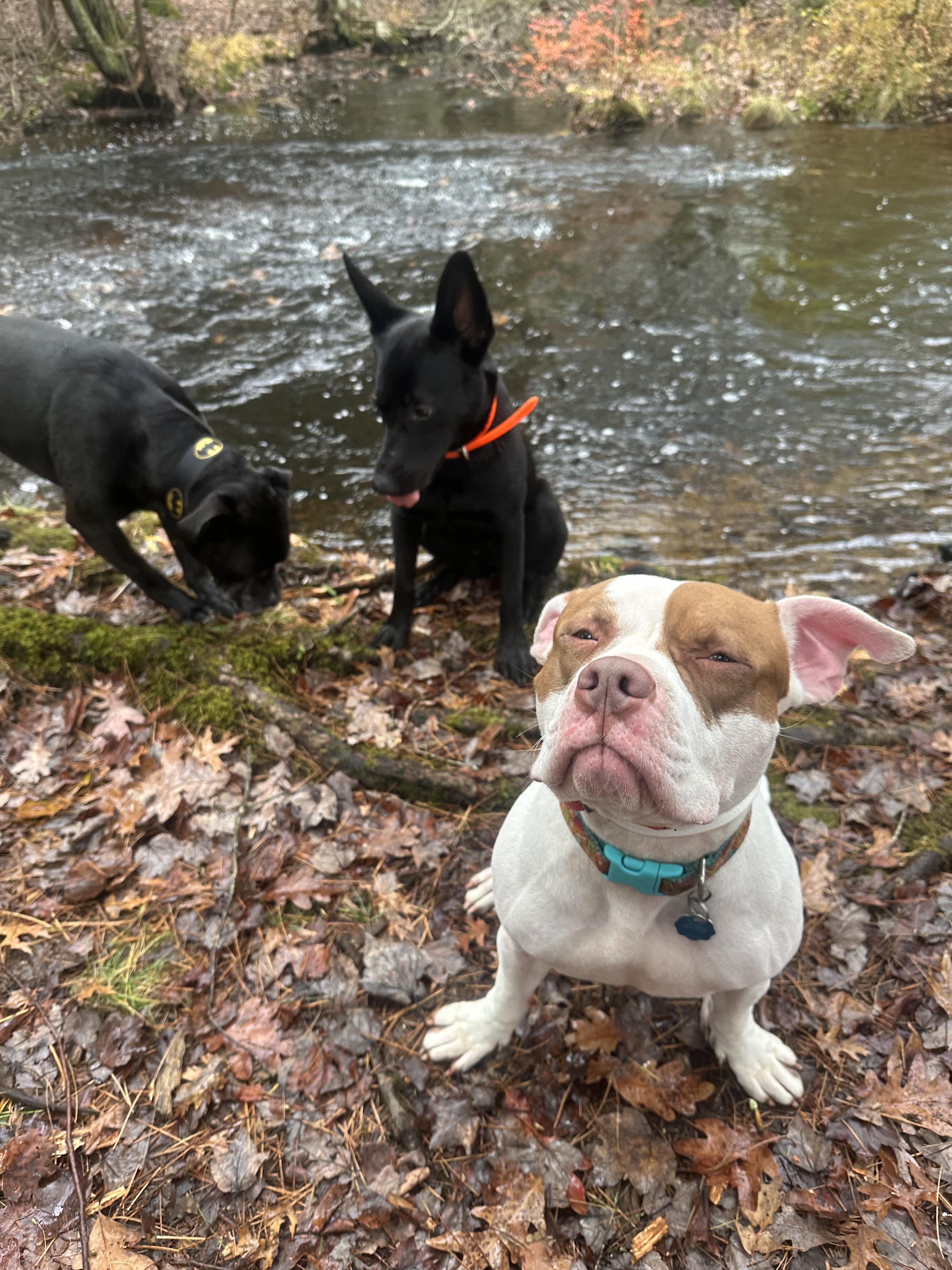 Polaris, Adoptable, Adult Female American Bulldog.