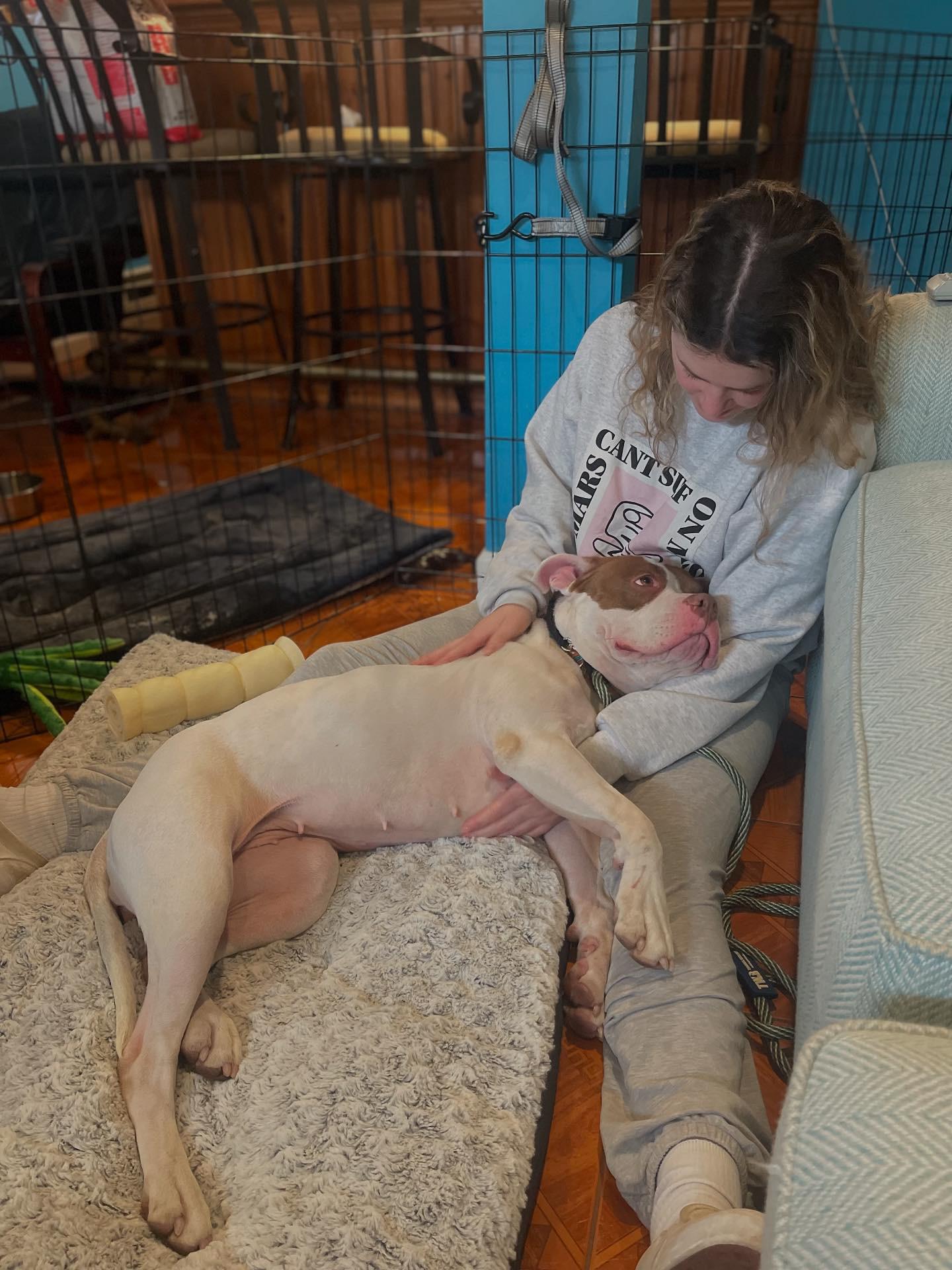 Polaris, a Adoptable mixed breed in Peabody, MA image 6/6