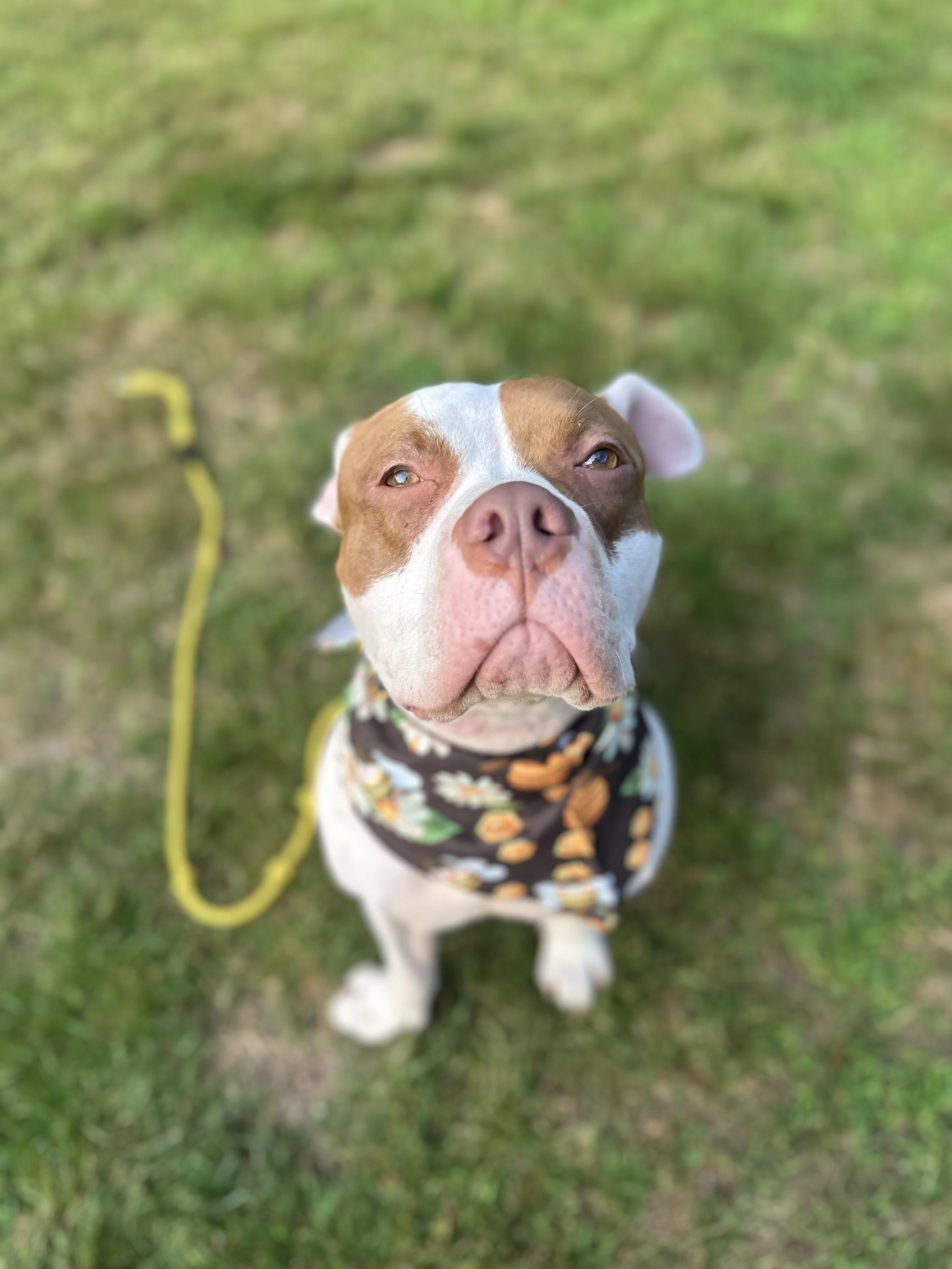 Polaris, a Adoptable mixed breed in Peabody, MA image 5/6