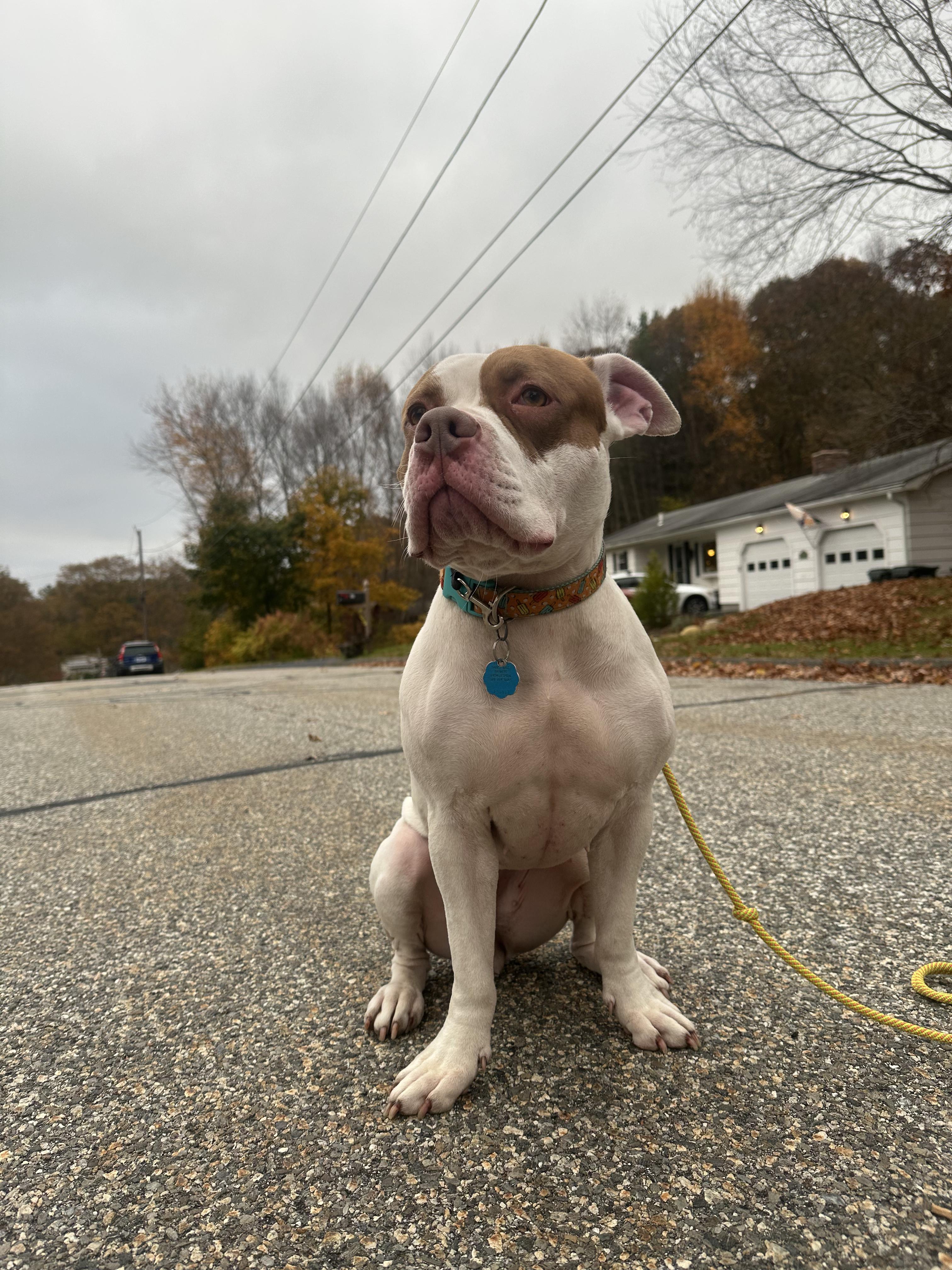Polaris, a Adoptable mixed breed in Peabody, MA image 1/6