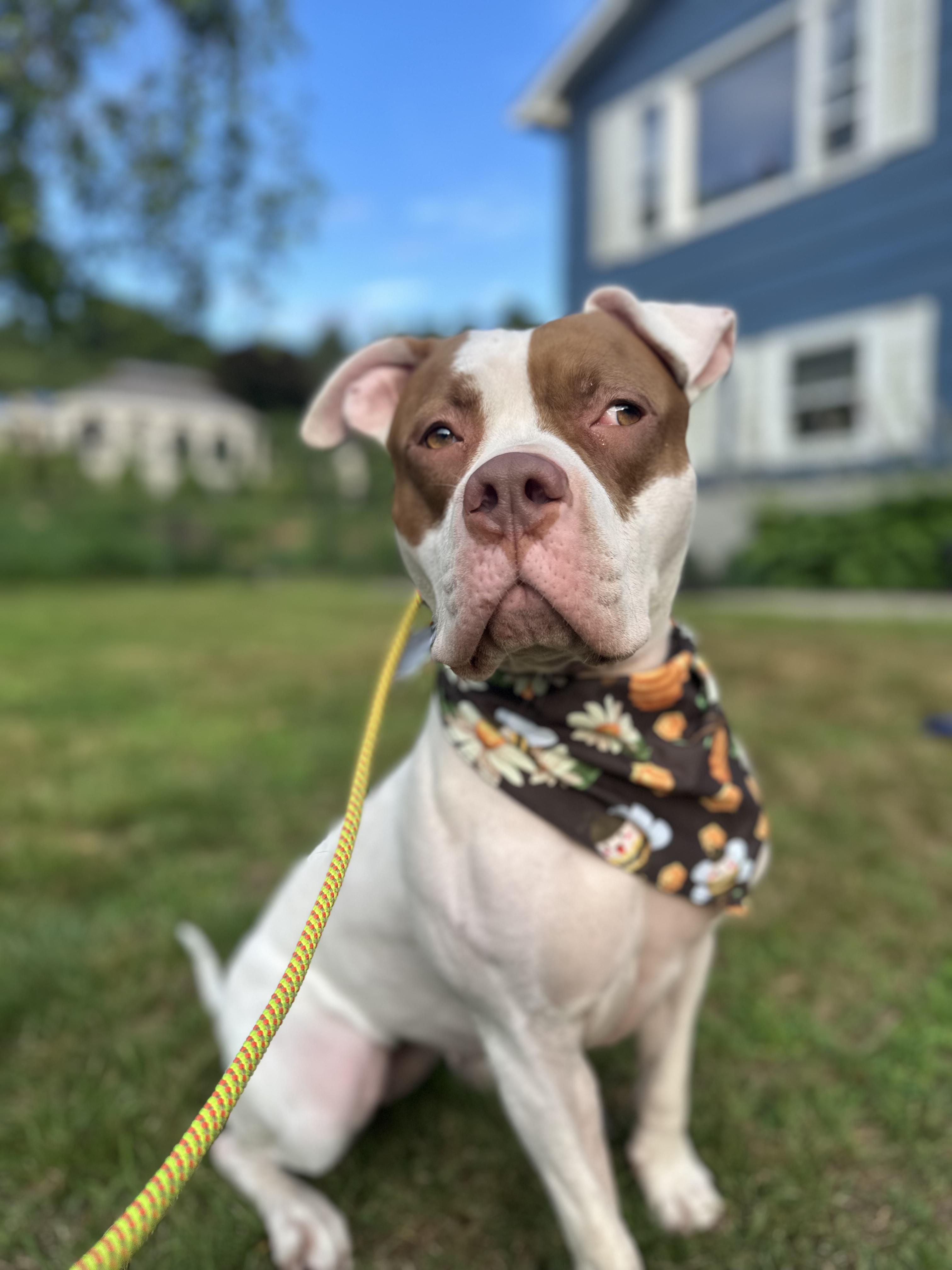 Polaris, a Adoptable mixed breed in Peabody, MA image 3/6