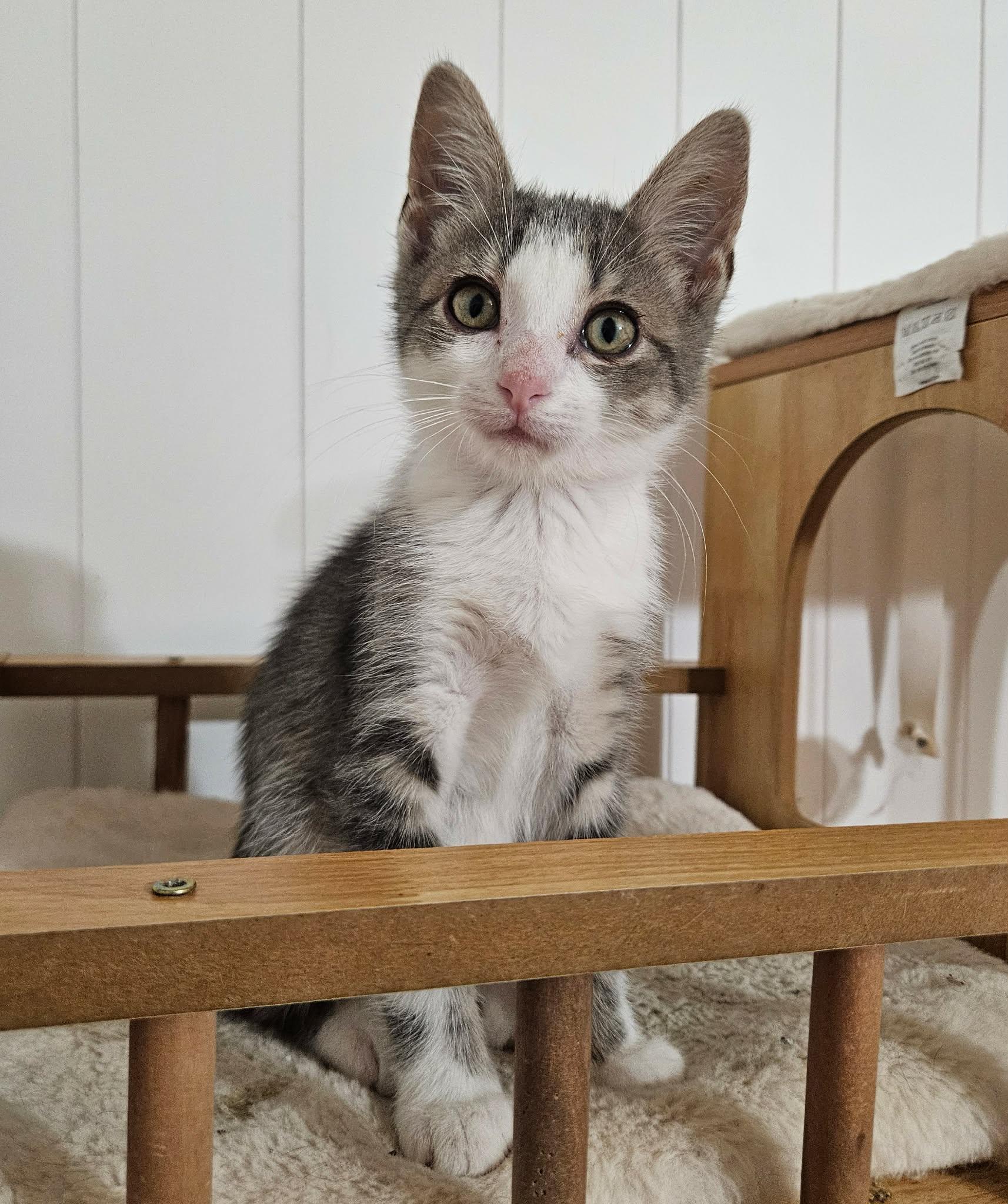 Piglet, ADOPTABLE, Kitten Male Domestic Short Hair.