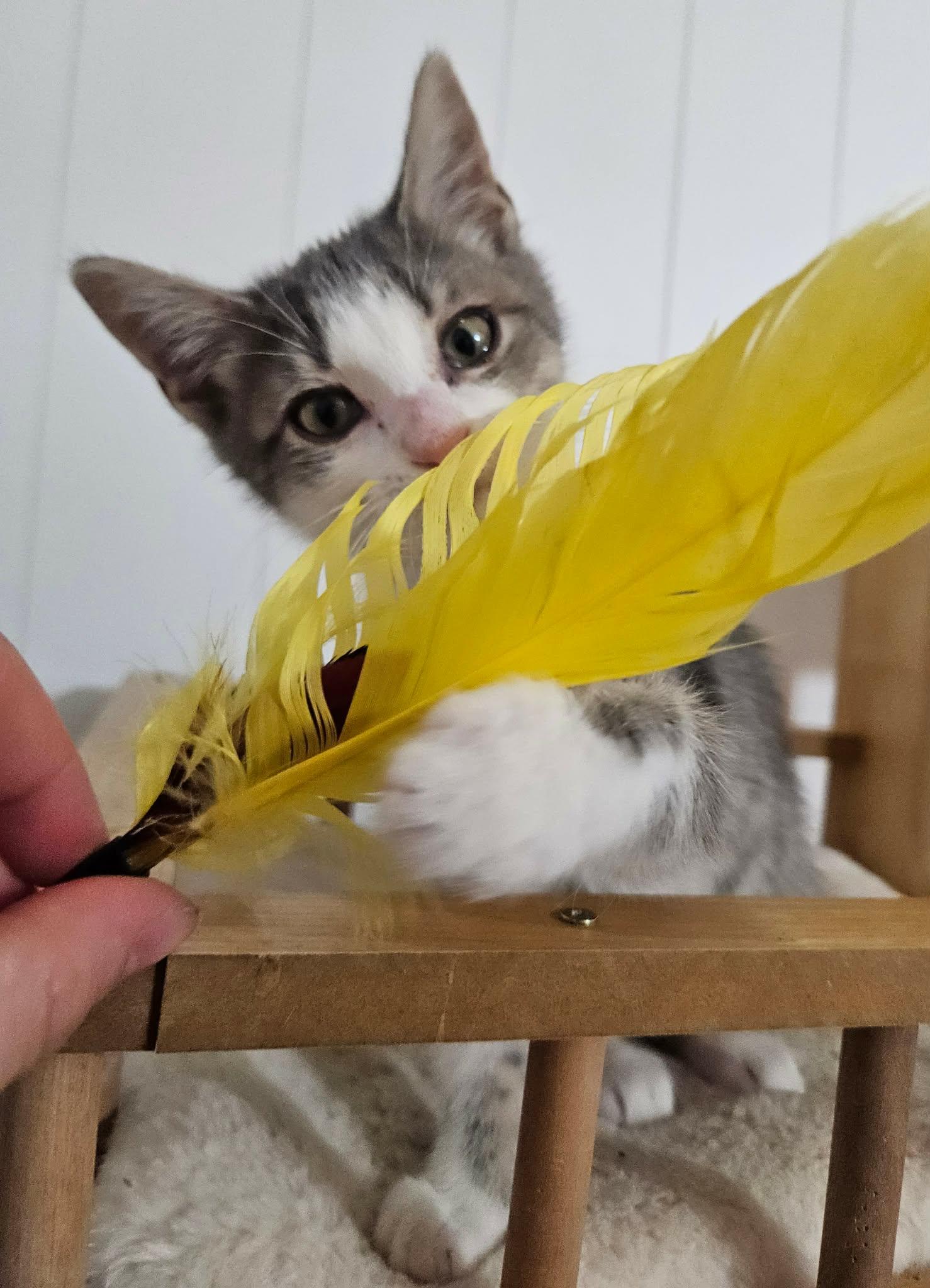 Piglet, a ADOPTABLE Domestic Short Hair in China Township, MI image 4/5