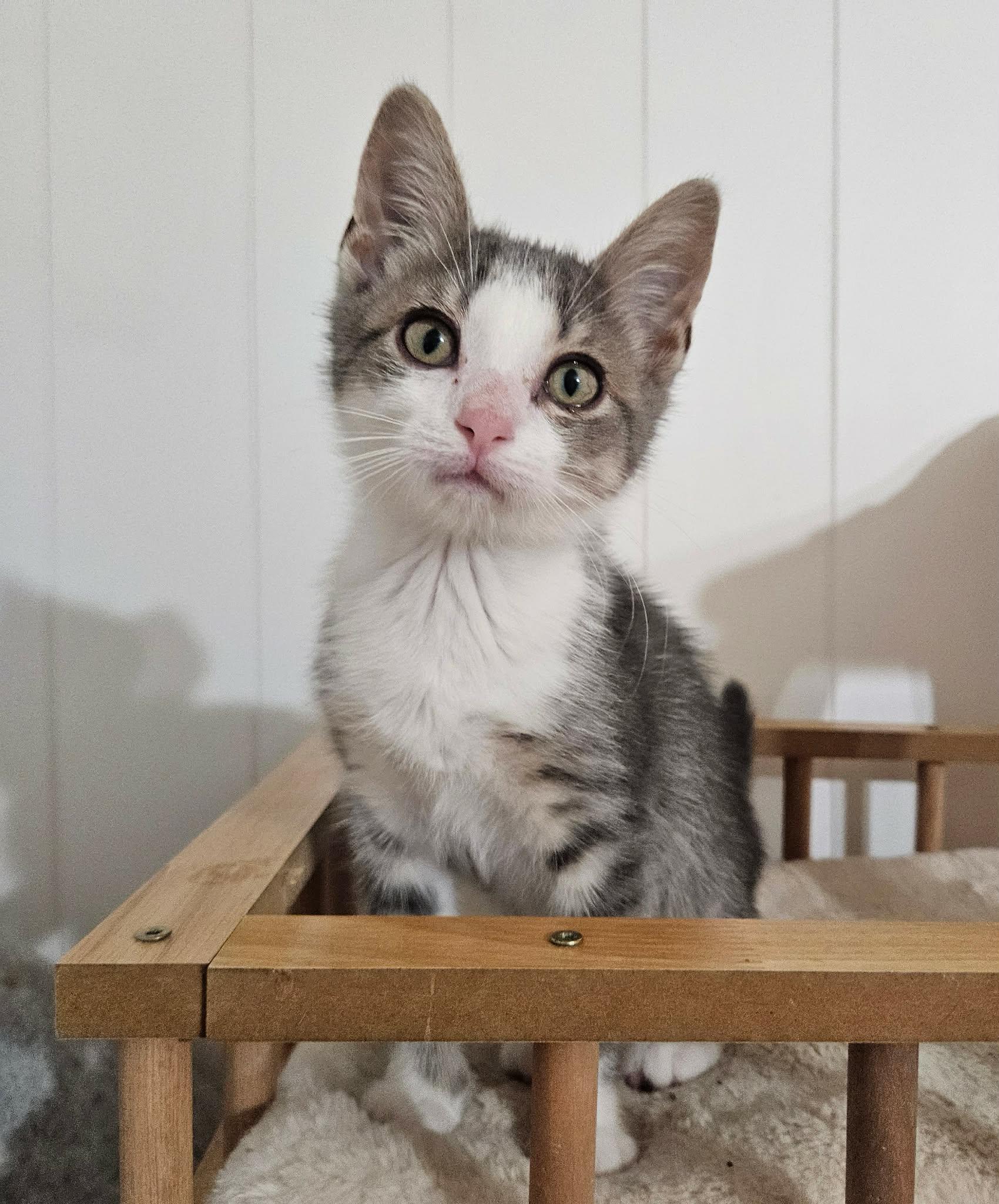 Piglet, a ADOPTABLE Domestic Short Hair in China Township, MI image 5/5