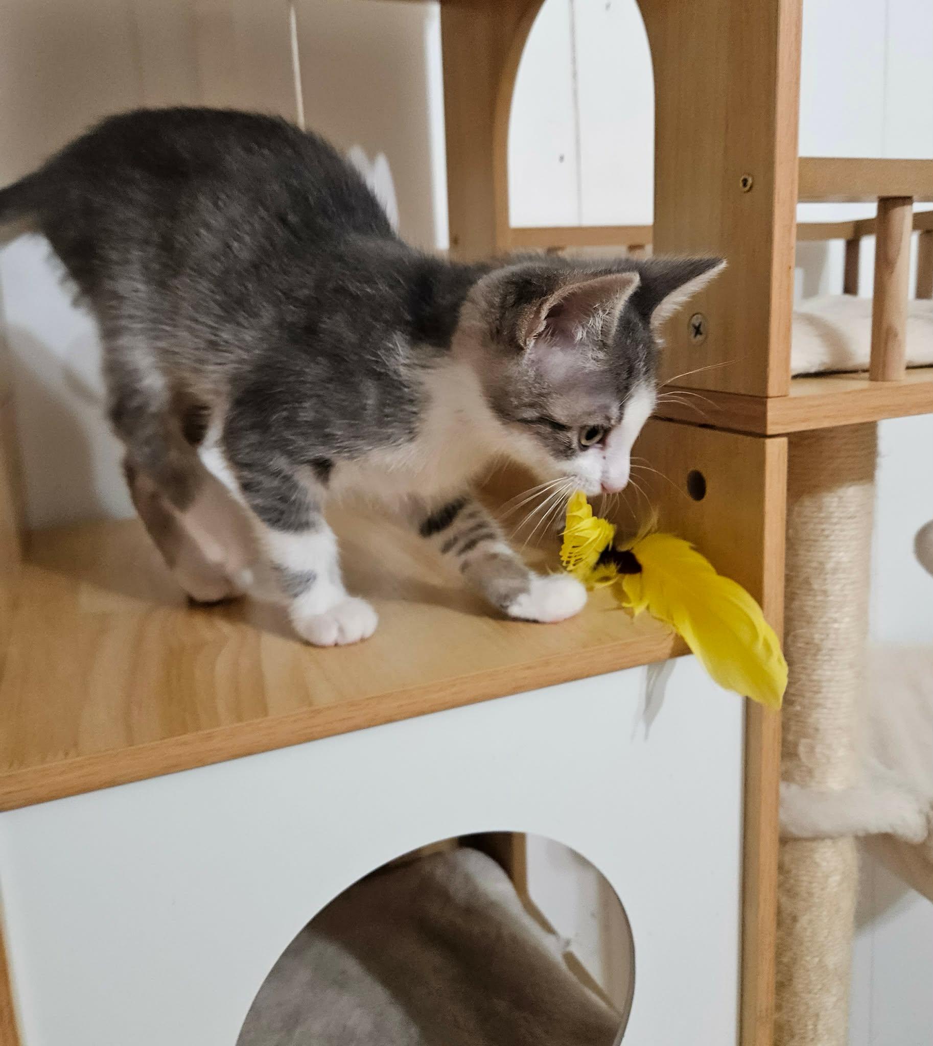 Piglet, a ADOPTABLE Domestic Short Hair in China Township, MI image 3/5