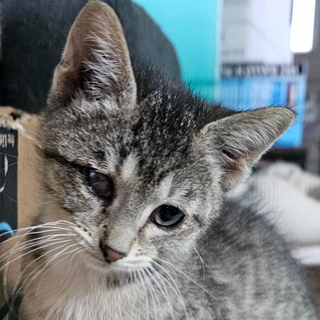 Enlarge Pirate, a Adoptable Domestic Short Hair in Grinnell, IA image 1/2