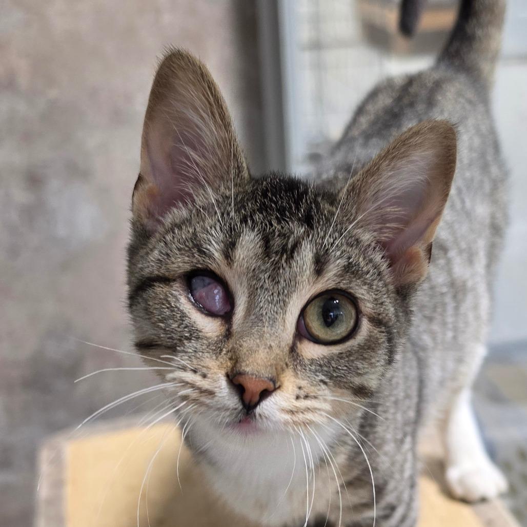 Enlarge Pirate, a Adoptable Domestic Short Hair in Grinnell, IA image 2/2