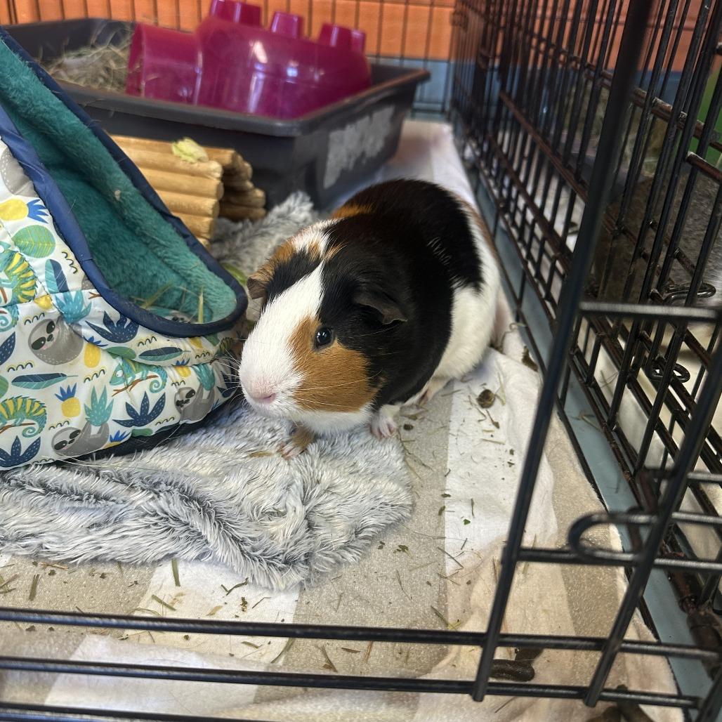 Maverick, Adoptable, Adult Male Guinea Pig.