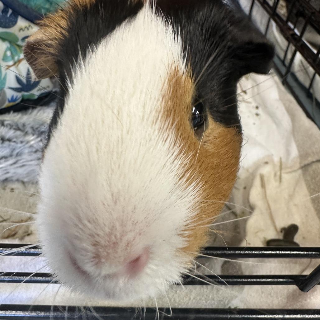 Enlarge Maverick, a Adoptable Guinea Pig in Brockton, MA image 2/2