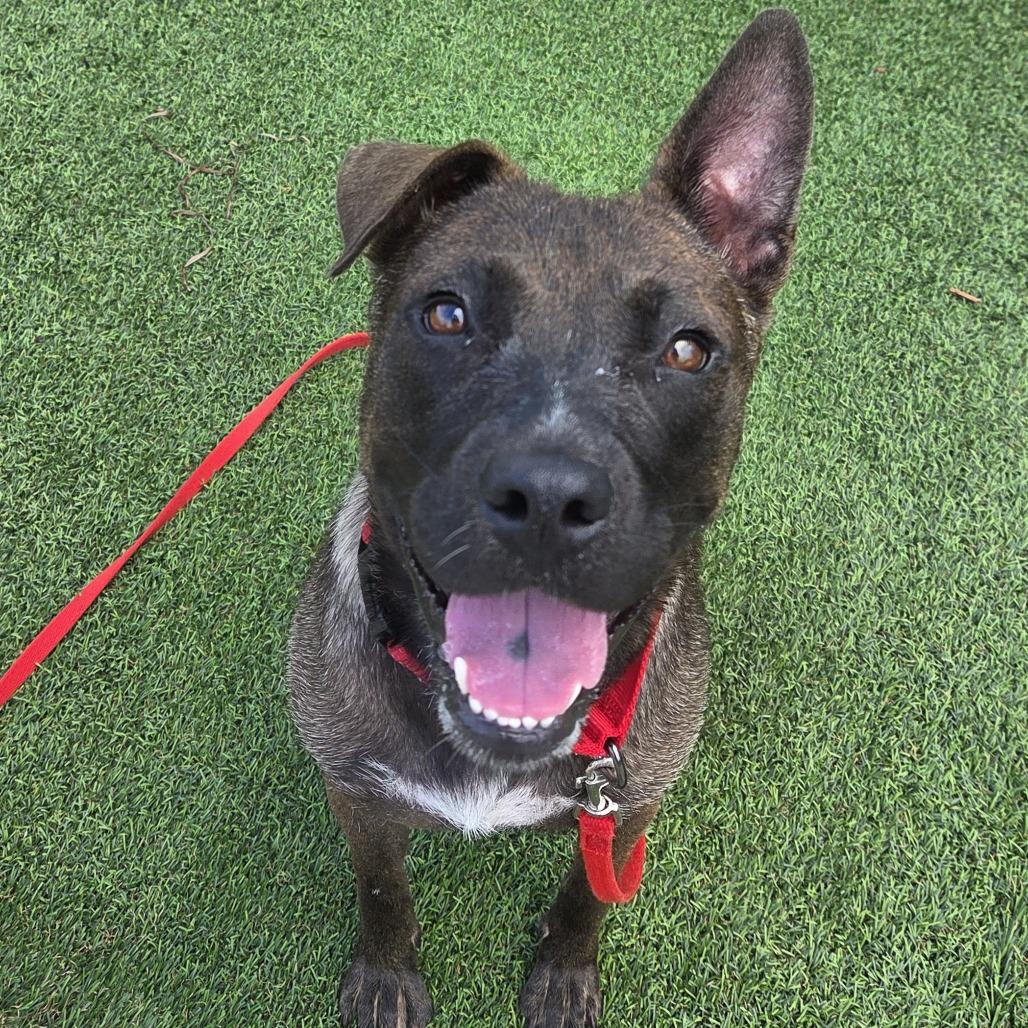 Moxie, a Adoptable Mixed Breed in Bradenton, FL image 1/6